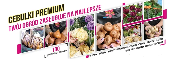 dalia-dekoracyjna-maxime-1-klasa-rodzaj-rosliny-dalia-nazwa-lacinska-dahlia-x-cultorum