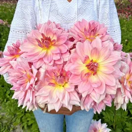 dalia-dekoracyjna-fairway-pilot-1-klasa