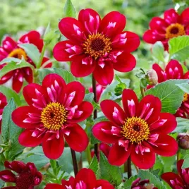 dalia-hootenanny-swan-island-1-klasa