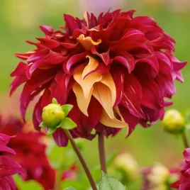 dalia-dekoracyjna-bohemian-spartacus-1-klasa