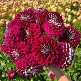 dalia-dekoracyjna-embassy-1-klasa