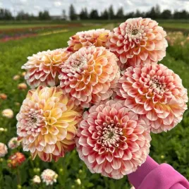 dalia-dekoracyjna-jowey-fantasy-1-klasa