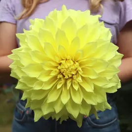 dalia-talerzowa-kelvin-floodlight-1-klasa