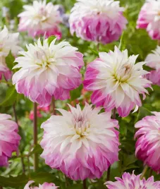 dalia-dekoracyjna-pink-petticoat-1-klasa