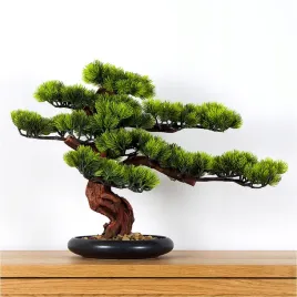 dekoracyjne-bonsai-pokojowe-sosna-pn5