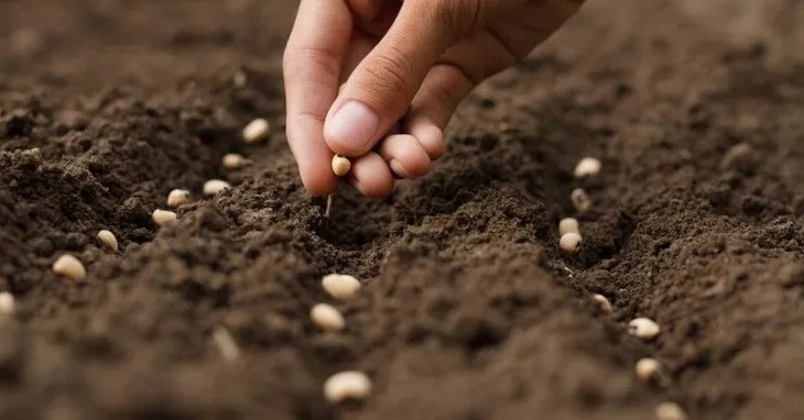 nasiona-koper-ogrodowy-compact-5g-odmiana-compact