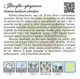 nasiona-majeranek-05g-marka-w-legutko