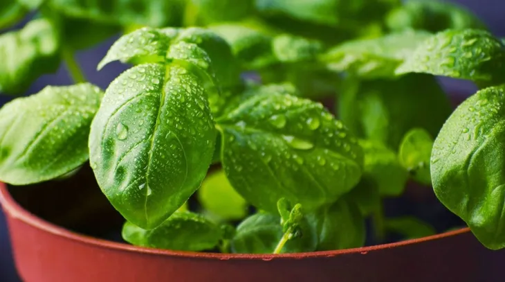 nasiona-majeranek-05g-kod-producenta-45254