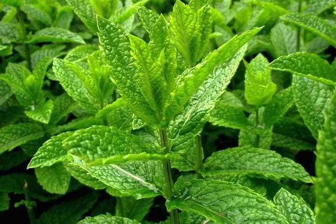 nasiona-majeranek-05g-cechy-charakterystyczne-proste-w-pielegnacji