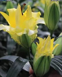 lilia-drzewiasta-pelna-exotic-sun