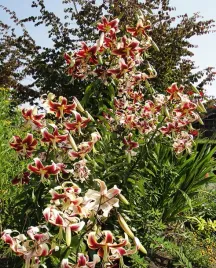 lilia-drzewiasta-scheherazade-22