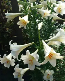 lilia-longiflorum-white-heaven-18-20