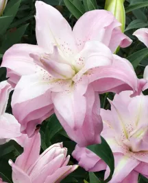 lilia-pelna-lotus-queen-18-20