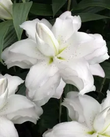 lilia-pelna-lotus-beauty-20