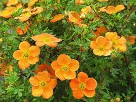 pieciornik-krzewiasty-orangeade-dlugo-kwitnacy-c2