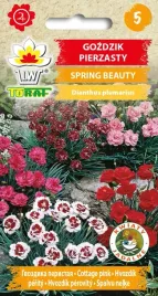 gozdzik-pierzasty-spring-beauty-nasiona-05g-toraf