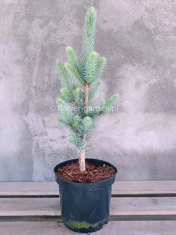 swierk-klujacy-iseli-fastigiate-kolumnowy-c3-waga-z-opakowaniem-3-7-kg