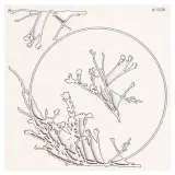 tekturka-herbal-phoenix-duza-ramka