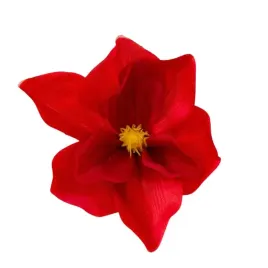 magnolia-glowka-wyrobowa-ozdobna-czerwona