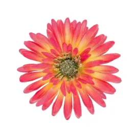 gerbera-zolto-rozowa-glowka-wyrobowa-1-szt
