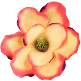 magnolia-glowka-wyrobowa-j-pomarancz-purpura-1szt