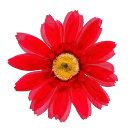 gerbera-sat-glowka-wyrobowa-1-szt