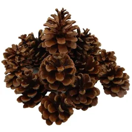 szyszka-sosny-czarnej-ozdobna-naturalna-10-szt
