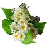 rumianek-kremowy-bukiet-do-wazonu-marka-siima