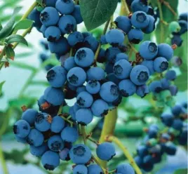 borowka-bluecrop-duze-soczyste-owoce-idealna-do-twojego-ogrodu-sadzonka-p9