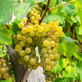 winorosl-solaris-najslodsza-idealna-na-wino-i-sok-mega-odporna-sadzonka-p9