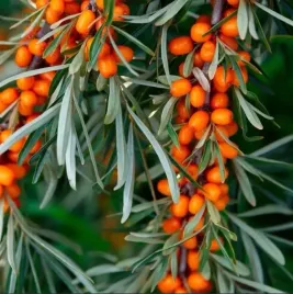 rokitnik-nivelena-slodka-odmiana-superowoc-pelen-witamin-zenski-sadzonka-p9