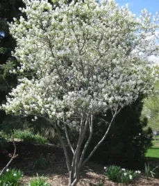 swidosliwa-smoky-pyszne-owoce-piekne-kwiaty-i-jesienne-kolory-sadzonka-p9