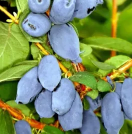 jagoda-kamczacka-zojka-wczesna-slodkie-owoce-wysoka-odpornosc-sadzonka-p9