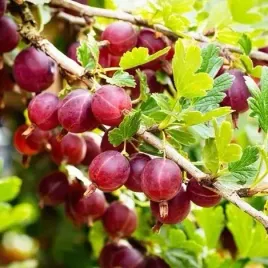 agrest-czerwony-kamieniar-odporny-bezobslugowy-slodkie-owoce-sadzonka-p9