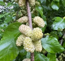 morwa-biala-najslodsze-owoce-pogromca-cukru-mrozoodporna-sadzonka-p9