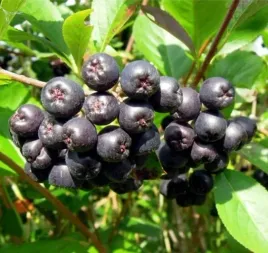 aronia-czarna-superfood-w-twoim-ogrodzie-zdrowie-w-kazdym-owocu-sadzonka-p9