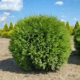 tuja-globosa-kulista-odmiana-zimozielona-i-odporna-sadzonka-p9