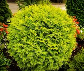 tuja-golden-globe-zlocista-kulista-zimozielona-sadzonka-p9