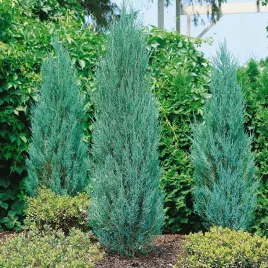 jalowiec-blue-arrow-strzelista-kolumna-niebieska-mrozoodporna-sadzonka-p9