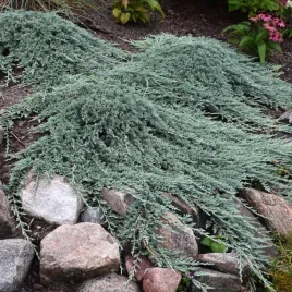 jalowiec-icee-blue-srebrzysty-dywan-do-ogrodu-idealny-na-skarpy-sadzonka-2l