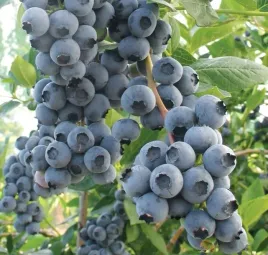 borowka-amerykanska-duke-wczesna-plenna-duze-slodkie-owoce-sadzonka-p9