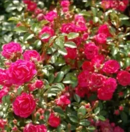 roza-lovely-fairy-bajecznie-rozowa-dlugo-kwitnaca-roza-okrywowa-sadzonka-p9