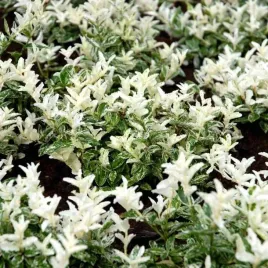 trzmielina-harlequin-bialo-zielone-liscie-plozaca-sadzonka-p9