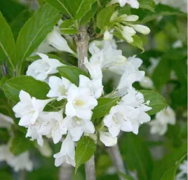 krzewuszka-candida-snieznobiale-kwiaty-dlugie-kwitnienie-sadzonka-p9