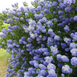 prusznik-victoria-unikatowy-niebieski-krzew-ozdobny-zimozielony-sadzonka-p9