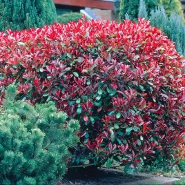 glogownik-red-robin-czerwone-przyrosty-zimozielony-krzew-na-zywoplot-p9