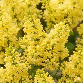 lilak-primrose-zolty-bez-pachnacy-rzadka-odmiana-sadzonka-p9