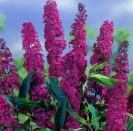 budleja-royal-red-krolowa-motyli-dlugie-pachnace-kwiaty-sadzonka-p9