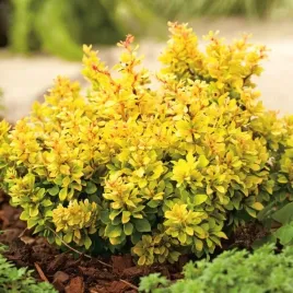 berberys-goldalita-niski-pieknie-zlocisty-krzew-ozdoba-ogrodu-sadzonka-p9