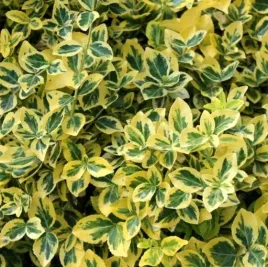 trzmielina-fortunea-emerald-gold-zloto-w-ogrodzie-zimozielona-sadzonka-p9